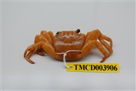 藏品(白紋方蟹)的圖片
